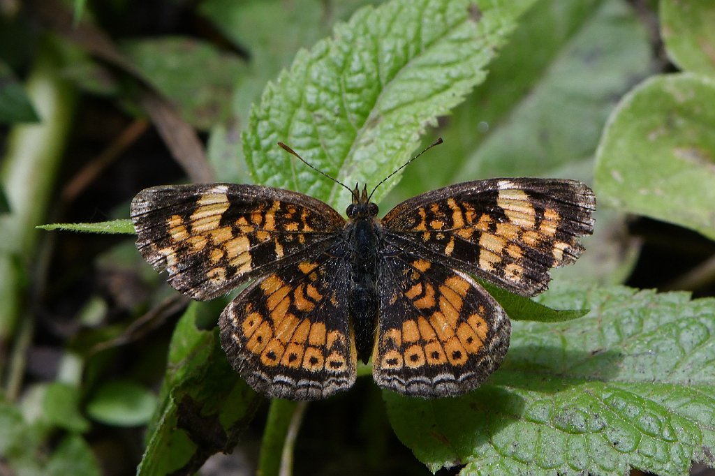 138 2018-06182786 Gummere Woods, Grafton, MA.JPG - Pearl Crescent Butterfly (Phyciodes tharos). Gummere Woods, Grafton, MA, 6-18-2018